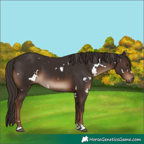 Horse Color:White Spotted Liver Chestnut 