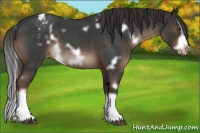 Horse Color:White Spotted Liver Red Roan Splash Frame Varnish 