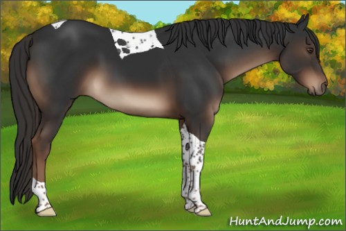 Horse Color:Liver Chestnut Tobiano 