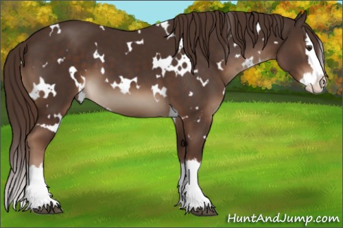 Horse Color:White Spotted Liver Chestnut Splash 