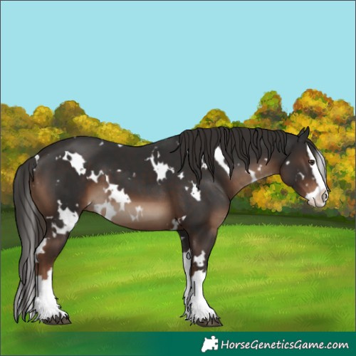 Horse Color:White Spotted Liver Chestnut Splash 
