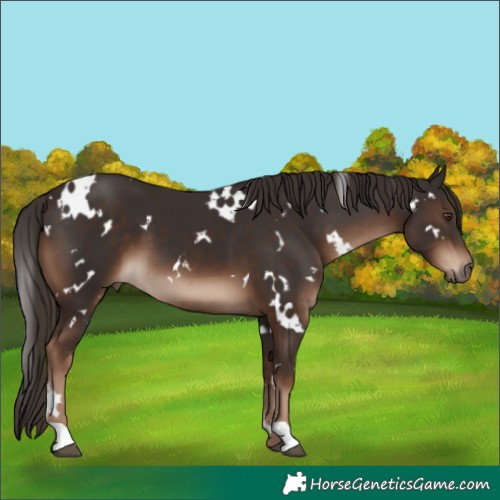 Horse Color:White Spotted Liver Chestnut 