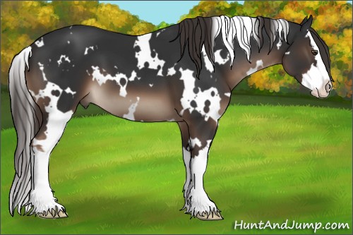Horse Color:White Spotted Liver Chestnut Splash 