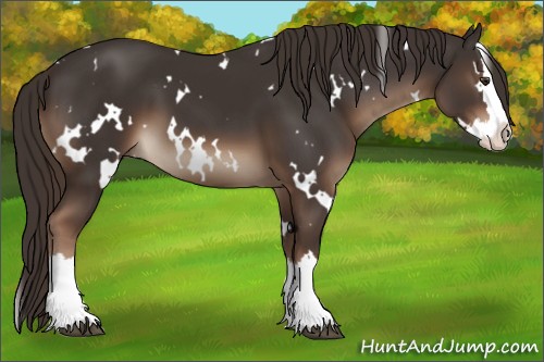 Horse Color:White Spotted Liver Chestnut Splash 