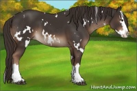 Horse Color:White Spotted Liver Chestnut Splash 