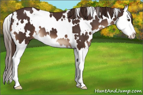 Horse Color:White Spotted Liver Chestnut Splash 