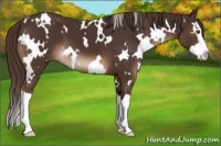 Horse Color:White Spotted Liver Chestnut Splash