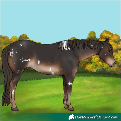 Horse Color:White Spotted Liver Chestnut 