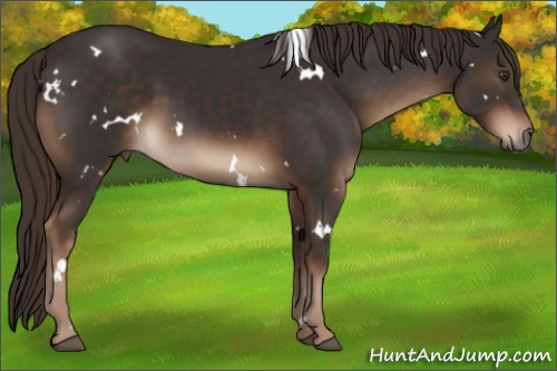 Horse Color:White Spotted Liver Chestnut 