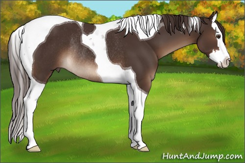 Horse Color:Liver Chestnut Splash Tobiano Rabicano 
