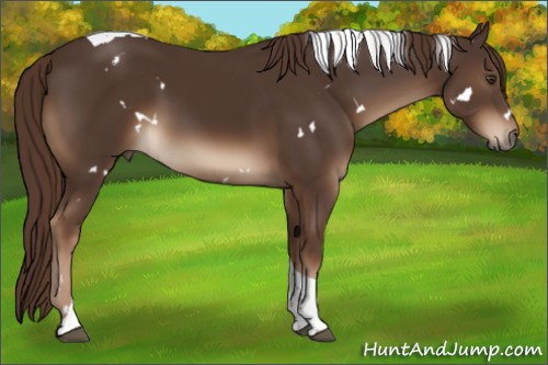 Horse Color:White Spotted Liver Chestnut Tobiano 