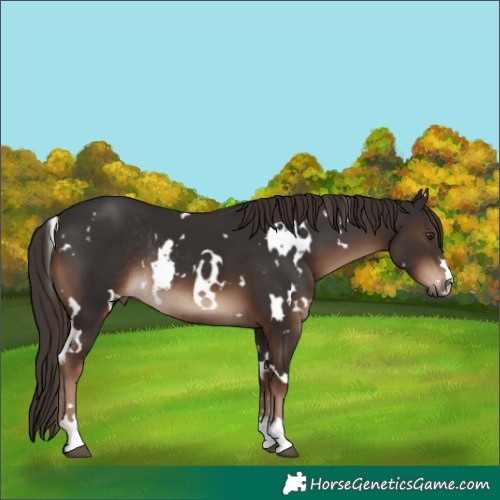 Horse Color:White Spotted Liver Chestnut Rabicano 