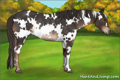 Horse Color:White Spotted Liver Chestnut Rabicano 