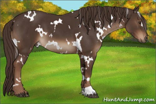 Horse Color:White Spotted Liver Chestnut 