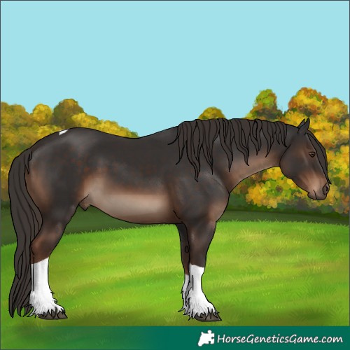 Horse Color:Liver Chestnut Tobiano 