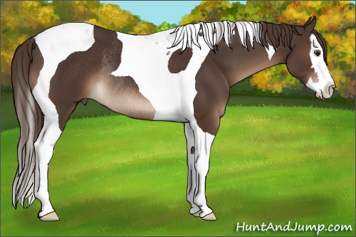 Horse Color:Liver Chestnut Splash Tobiano Rabicano 