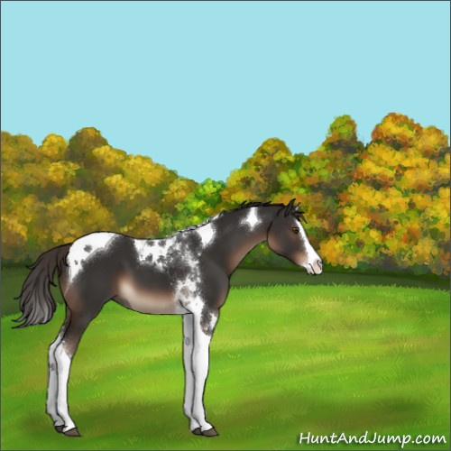 Horse Color:Liver Chestnut Splash Tobiano 