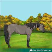Horse Color:Grullo 