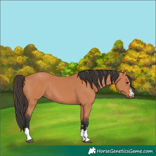Horse Color:Bay 