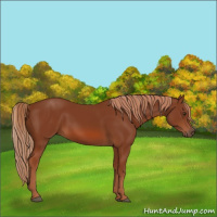 Horse Color:Chestnut 