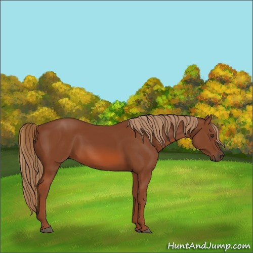 Horse Color:Chestnut 