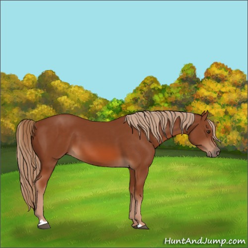 Horse Color:Chestnut 