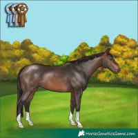 Horse Color:Brown 