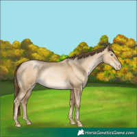 Horse Color:Smoky Grullo Pearl 