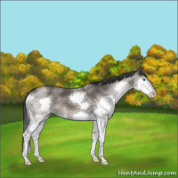 Horse Color:Grullo Splash 