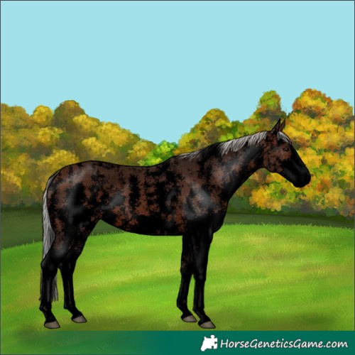 Horse Color:Void Silver Brown Sabino
