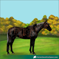 Horse Color:Void Silver Brown Sabino 