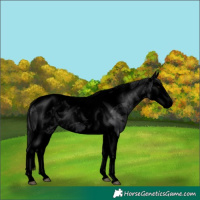 Horse Color:Void Black Splash Tobiano 