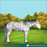 Horse Color:Grullo Sabino Splash  and Gray Grullo Sabino Splash 
