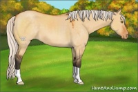 Horse Color:Silver Buckskin Dun Appaloosa 