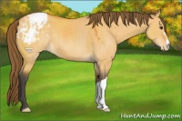 Horse Color:Buckskin Dun Appaloosa 