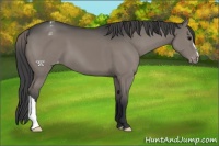 Horse Color:Grullo Appaloosa 