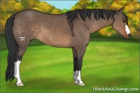 Horse Color:Brown Dun 
