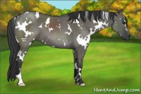 Horse Color:White Spotted Grullo 