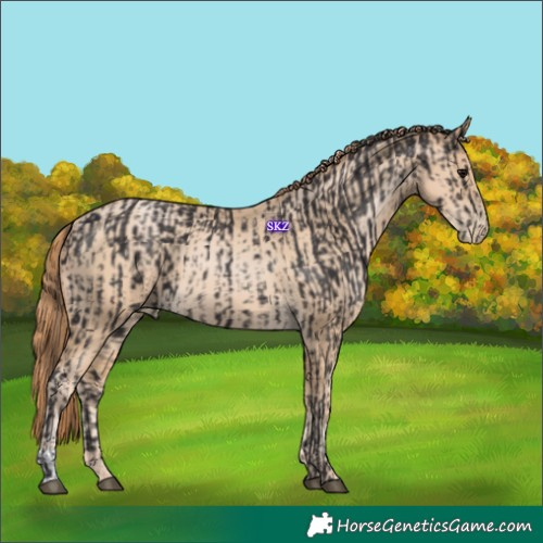 Horse Color:Smoky Black and Smoky Black Pearl