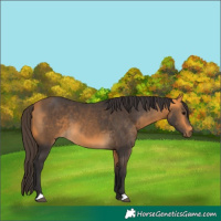 Horse Color:Buckskin 