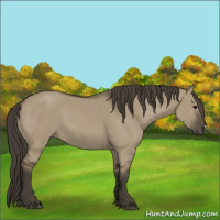 Horse Color:Smoky Grullo 