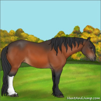 Horse Color:Brown 