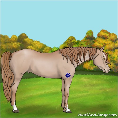 Horse Color:Black Pearl Sabino 