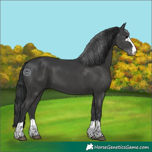 Horse Color:Black 