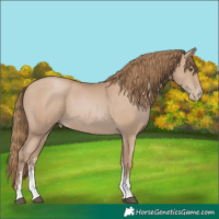 Horse Color:Black Pearl Sabino