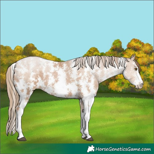 Horse Color:Black Pearl Sabino 