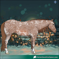 Horse Color:Chestnut Ice Appaloosa 