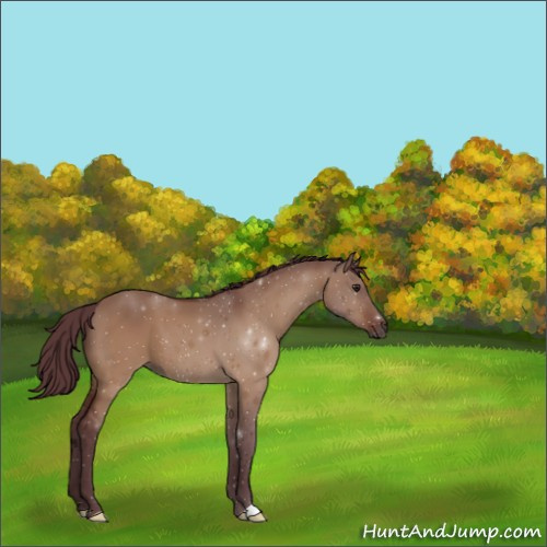Horse Color:Chocolate Brown Dun 