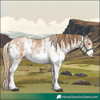 Horse Color:Black Pearl Sabino 