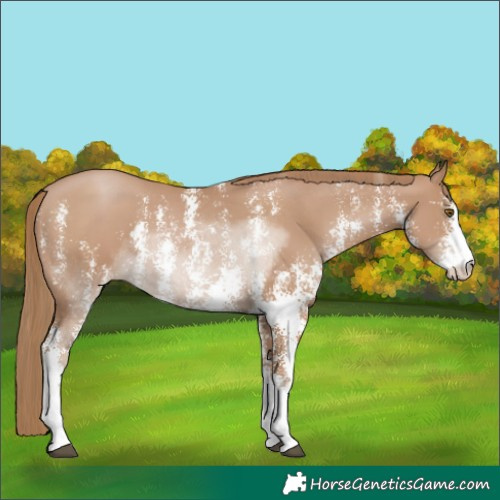 Horse Color:Black Pearl Sabino 